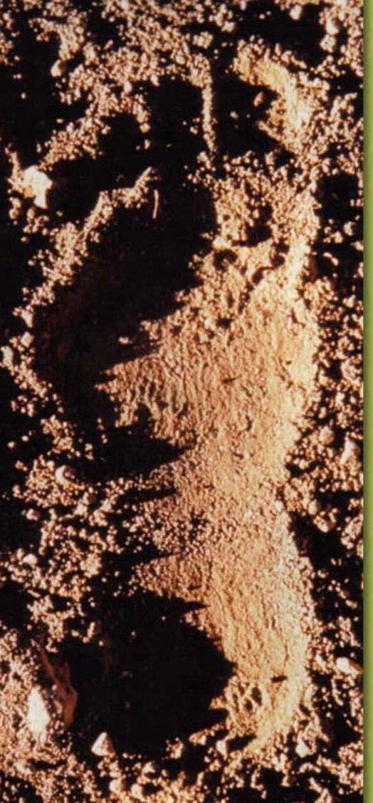 1960 Bigfoot cast Peter Byrne Bigfoot print cast (Byrne not Burn) - Image 7