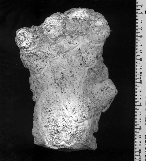 2000 Orang Pendek #1 footprint cast replica #1 - Image 2