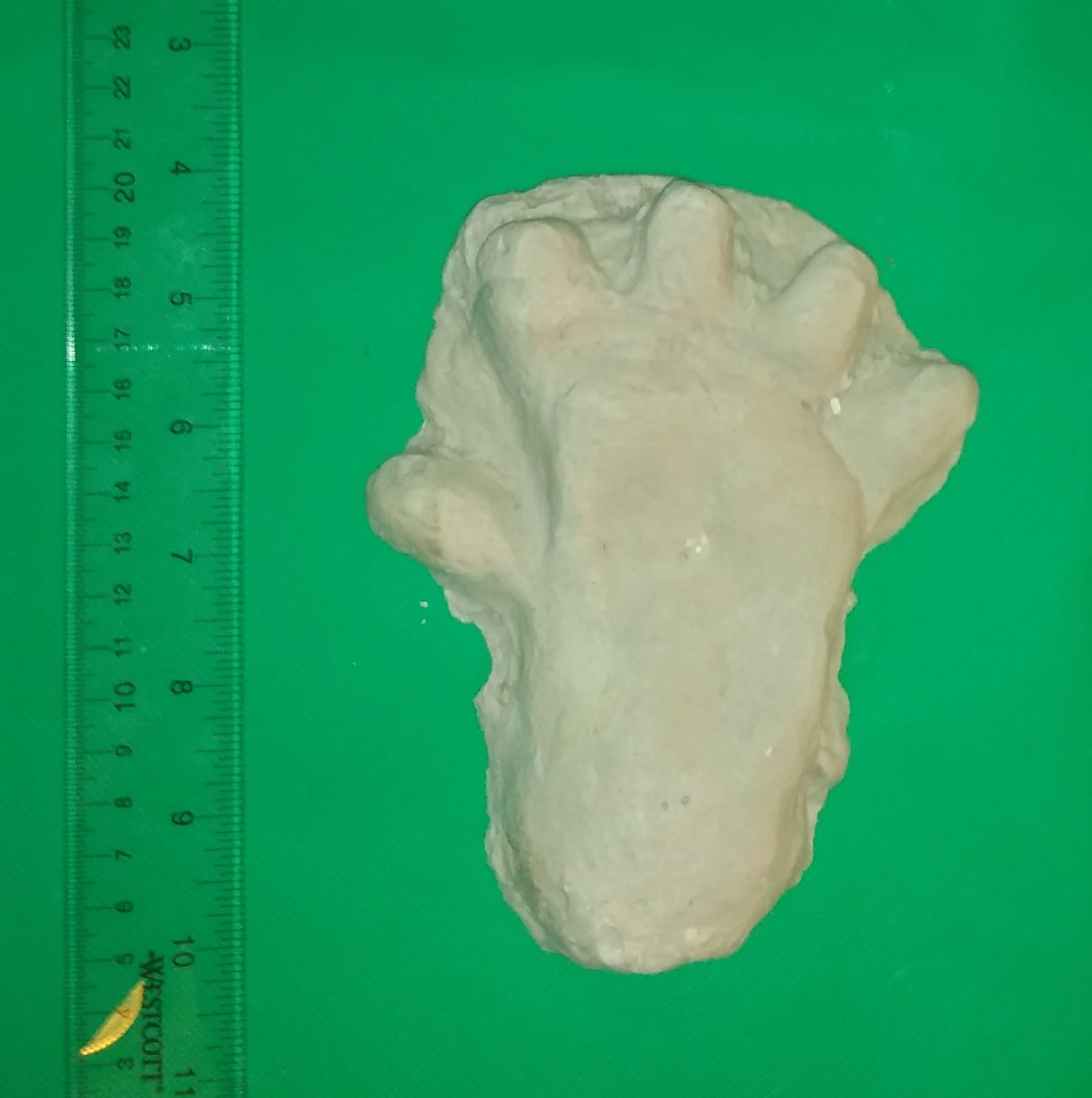 2013 Orang Pendek #2 footprint cast replica #2 - Image 2