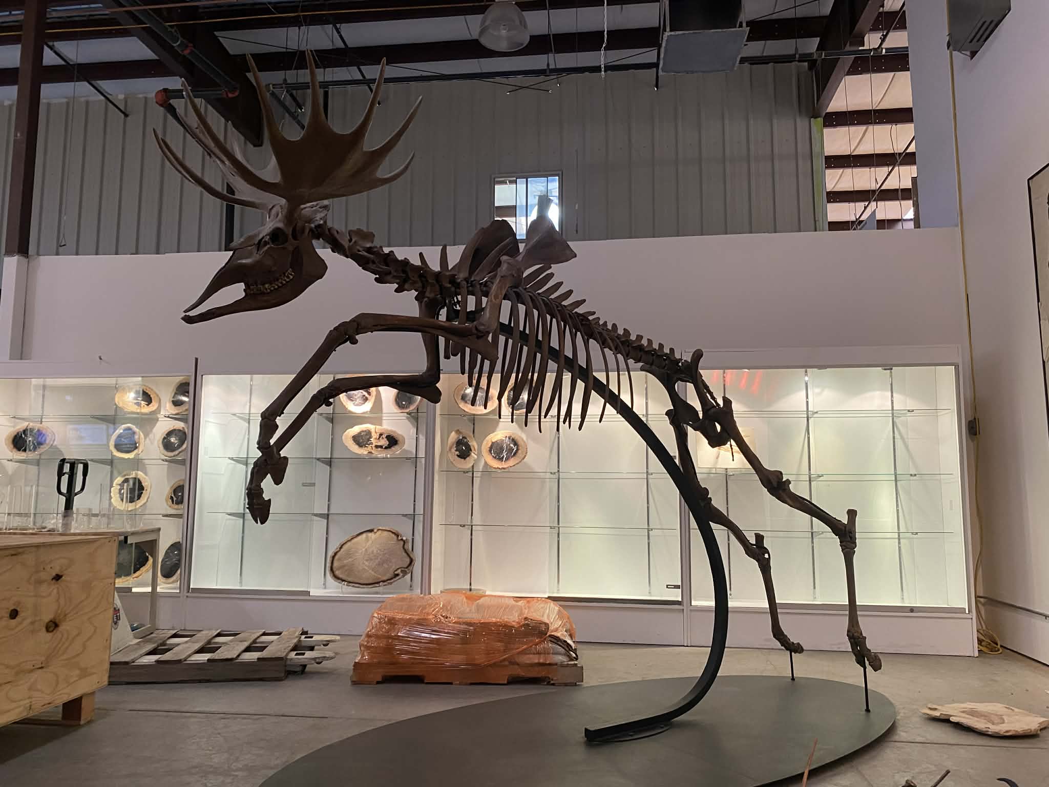 Acles spelea (Pleistocene gigantic Elk) - Image 2