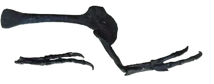 Albertosaurus Arm cast replica reproduction dinosaur fossil cast Gorgosaurus - Image 5