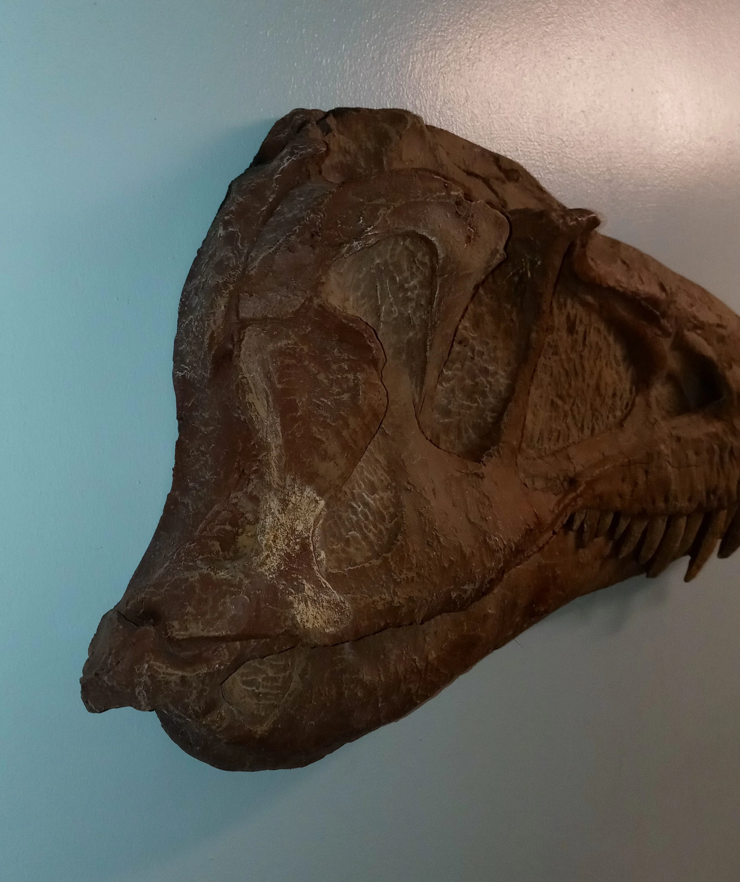 Albertosaurus skull cast replica reproduction dinosaur fossil cast Gorgosaurus half profile skull - Image 10