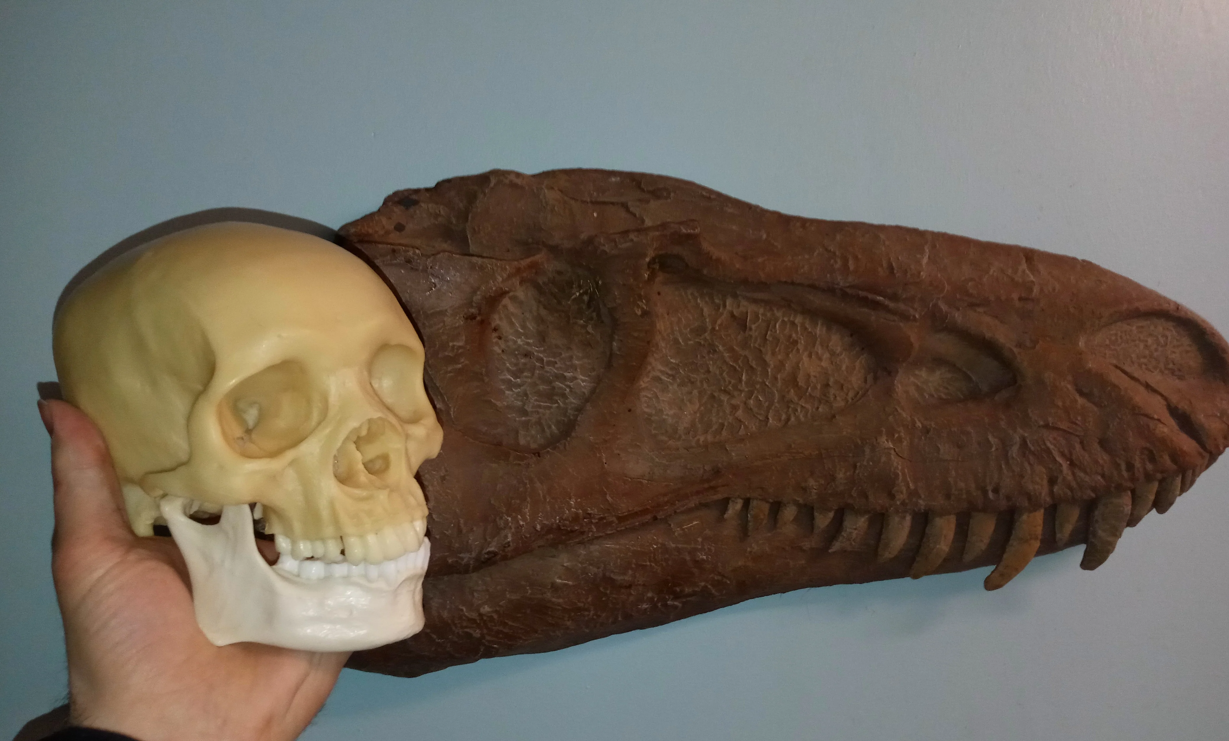 Albertosaurus skull cast replica reproduction dinosaur fossil cast Gorgosaurus half profile skull - Image 11