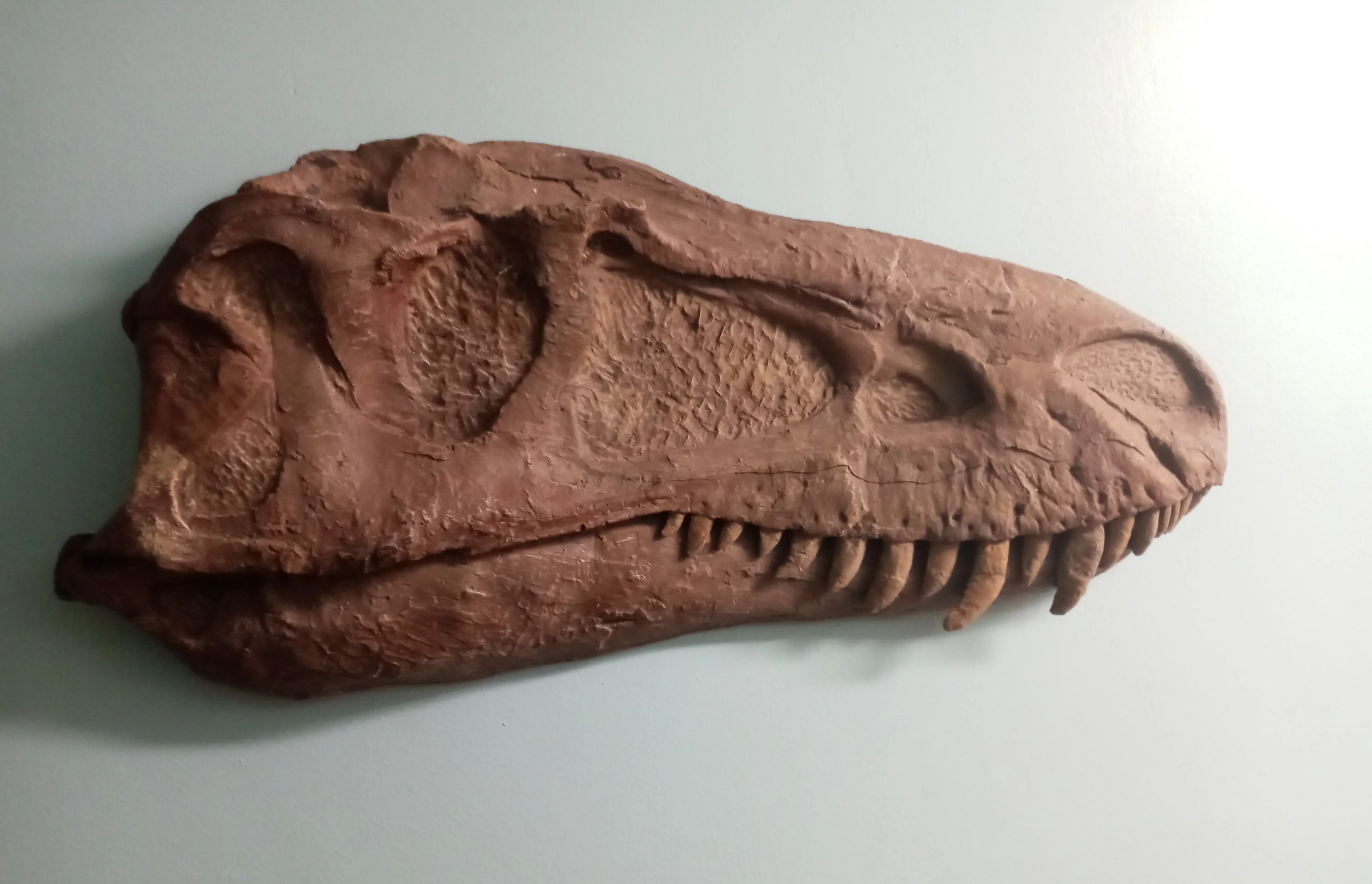 Albertosaurus skull cast replica reproduction dinosaur fossil cast Gorgosaurus half profile skull - Image 2