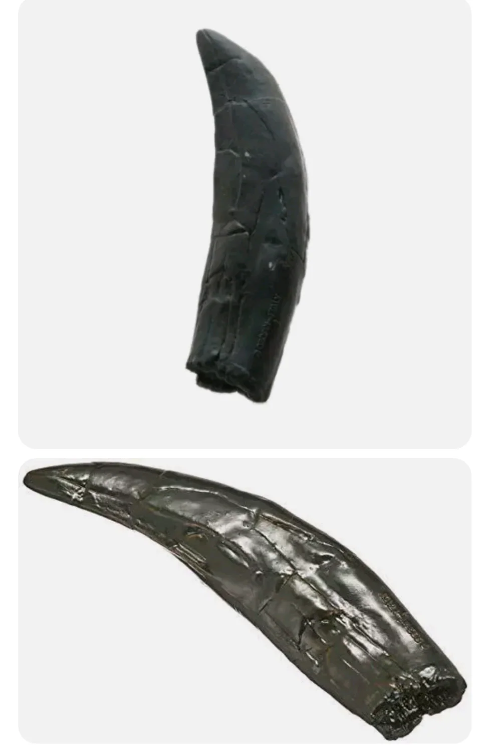 Allosaurus: Japan Allosaurus Dinosaur Fossil Tooth cast replica figure 10cm - Image 6