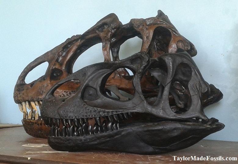 Allosaurus: Adult Allosaurus Skeleton cast replica - Image 2