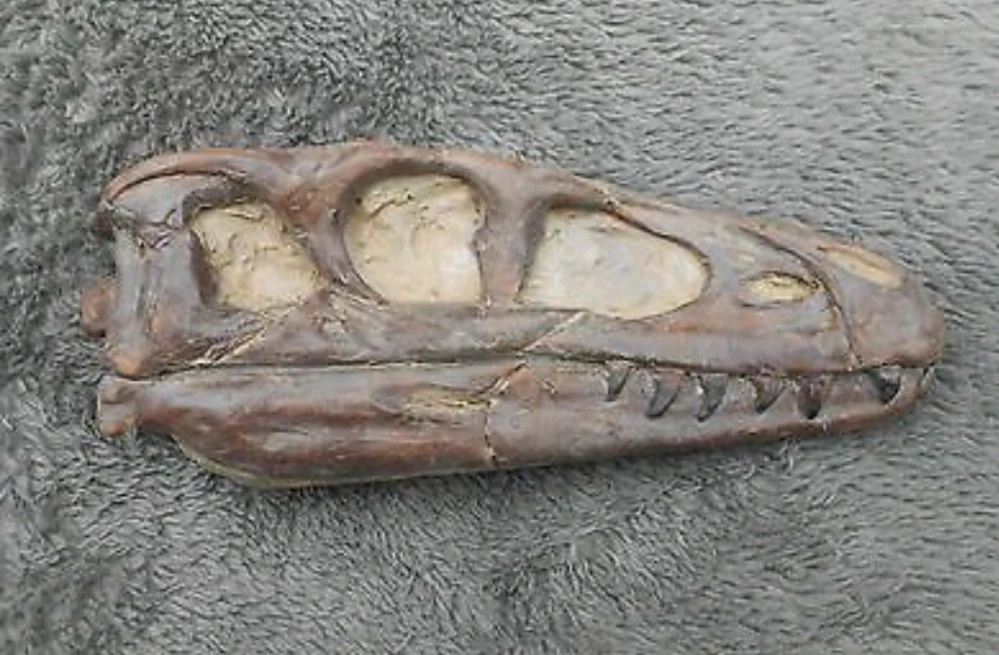 Dilong skull cast replica dinosaur Tyrannosaurid - Image 7