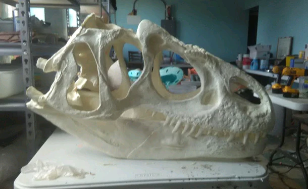 Allosaurus skull (unpainted / untrimmed) - Image 2
