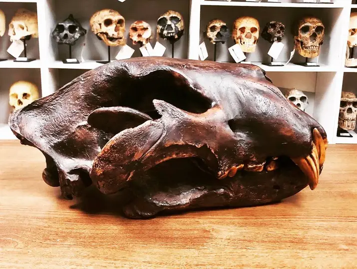 American Lion Skull Tapit Finish Cast Replica Reproduction Bone Clones (Updated 2026) - Image 7
