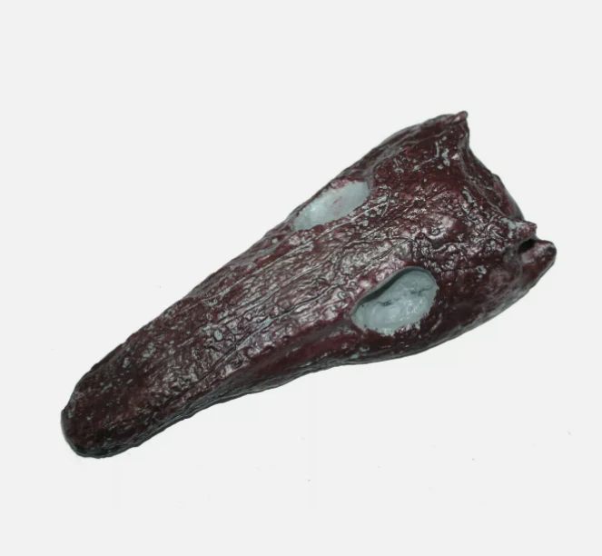 Archeria skull fossil cast replica Texas - Image 2
