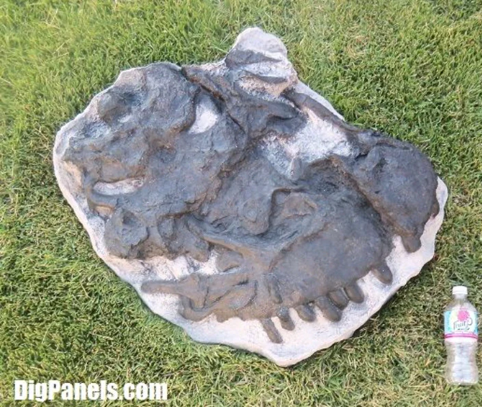 Camarasaurus skull cast replica #4 - Image 2