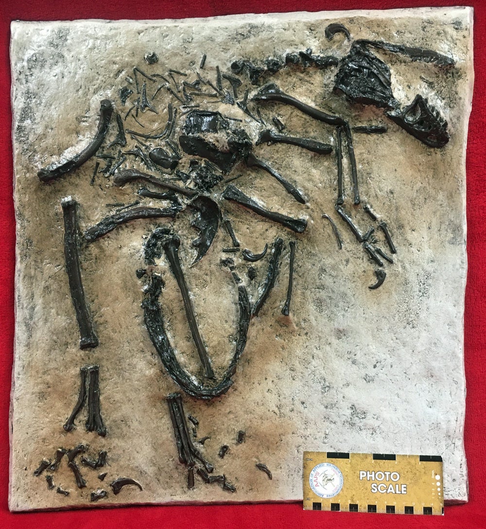 Bambiraptor feinbergi, insitu skeleton, cast replica - Image 6