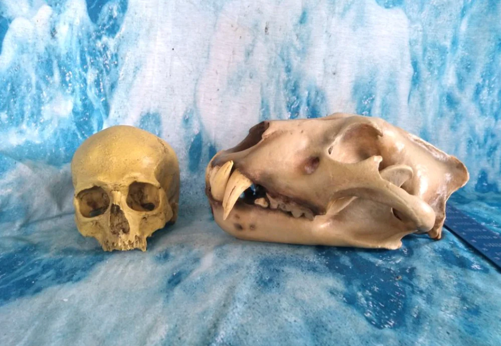 Barbary lion skull fossil cast replica - Image 12