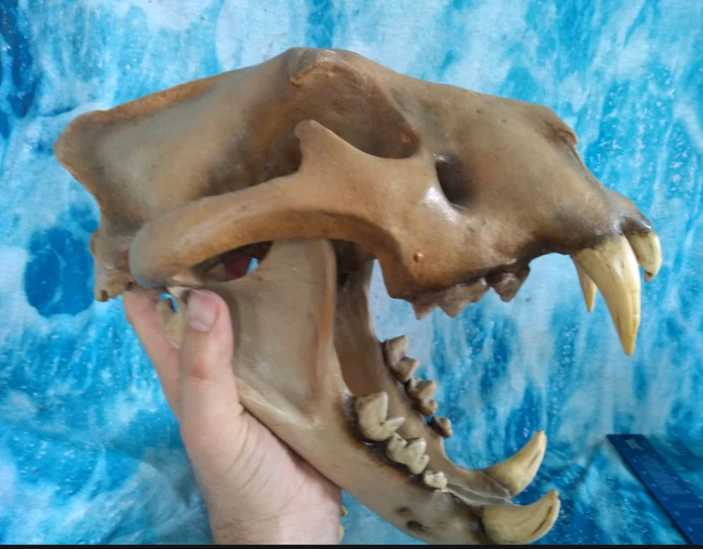 Barbary lion skull fossil cast replica - Image 9