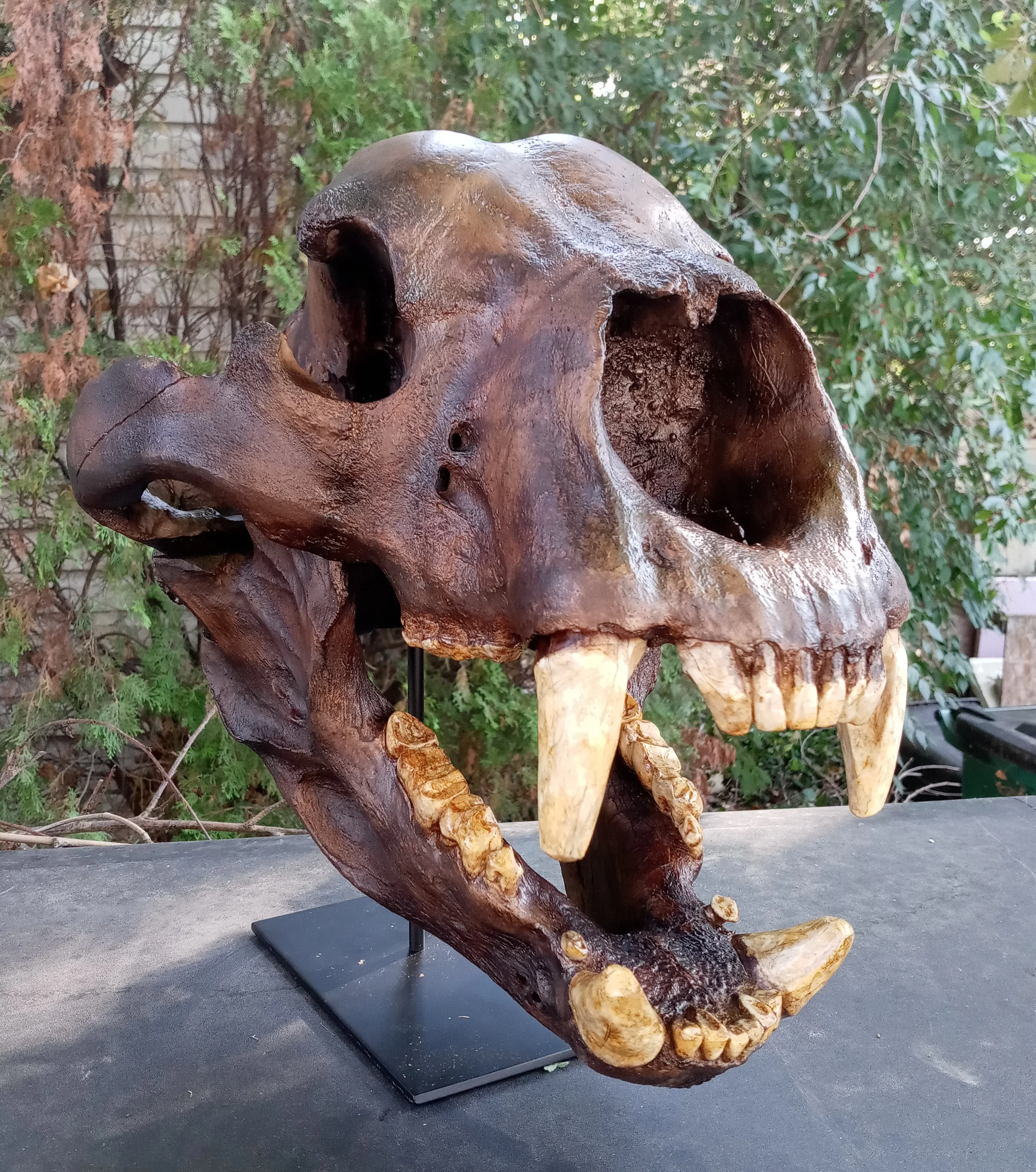 Bear: Short Faced Bear skull fossil cast replica Bone Clones Updated 2026 - Image 24