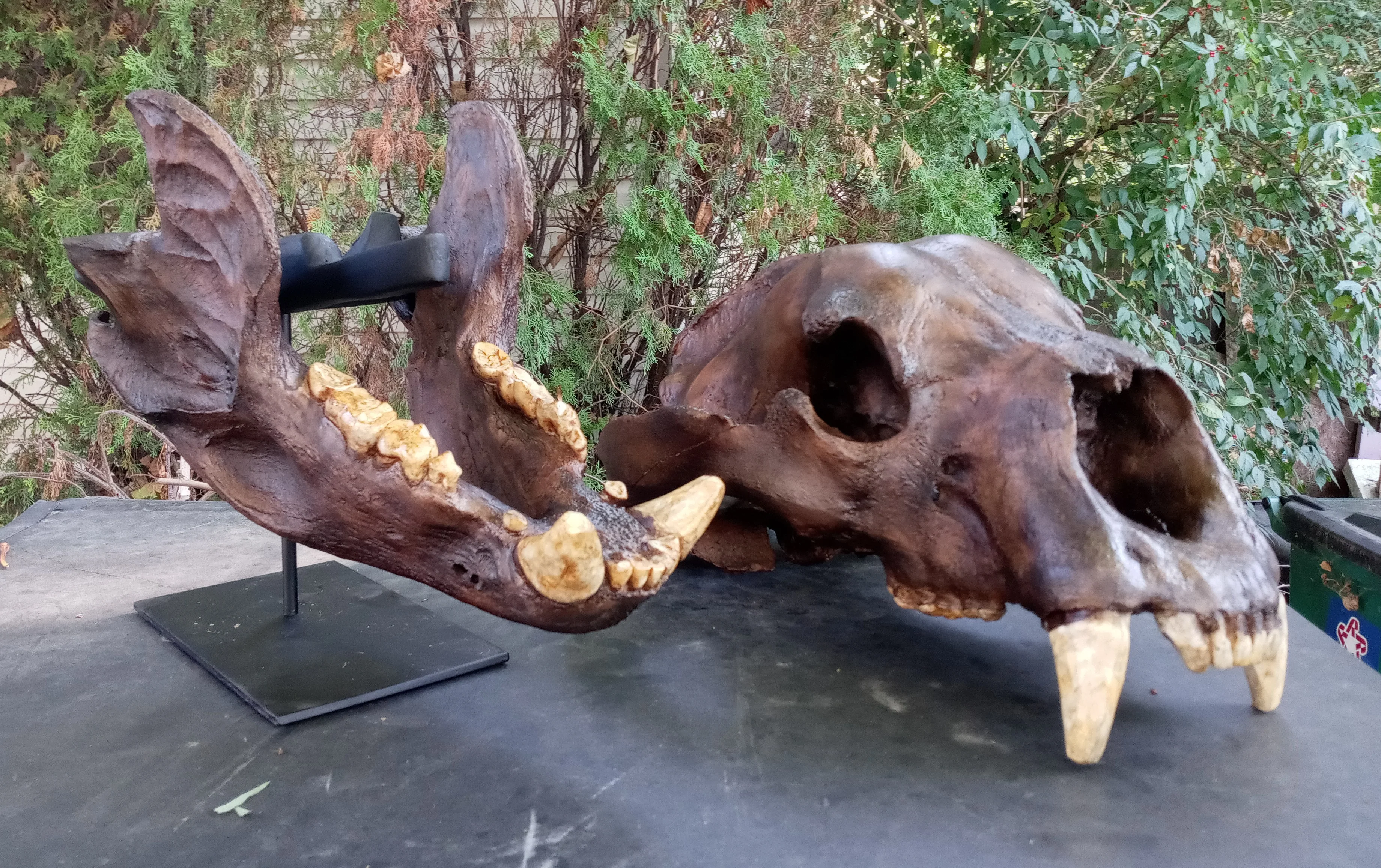 Bear: Short Faced Bear skull fossil cast replica Bone Clones Updated 2026 - Image 35