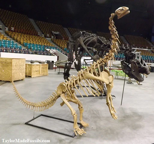 Bellusaurus Leg cast replica dinosaur - Image 2