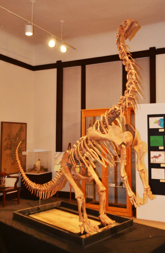 Bellusaurus Leg cast replica dinosaur - Image 5