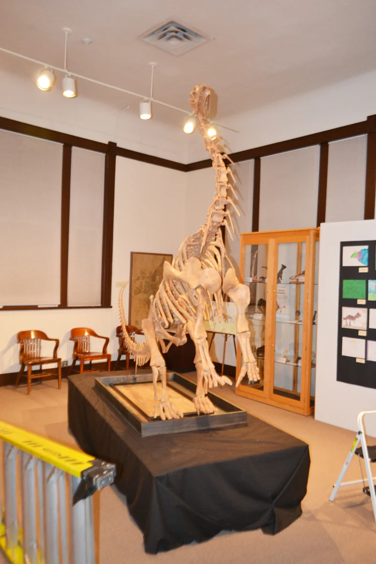 Bellusaurus Skeleton cast replica dinosaur skull skeleton - Image 10