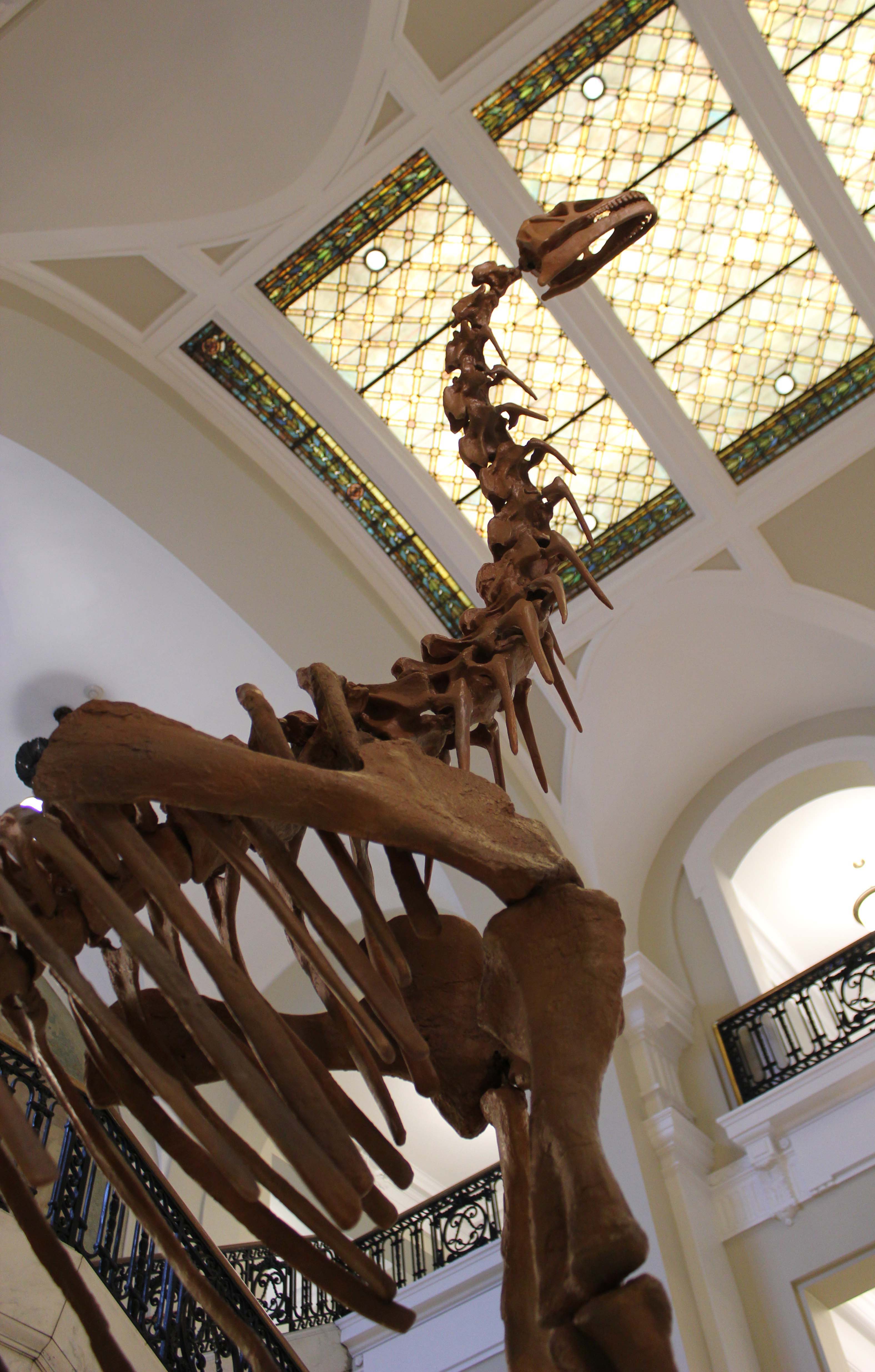 Bellusaurus Skeleton cast replica dinosaur skull skeleton - Image 13