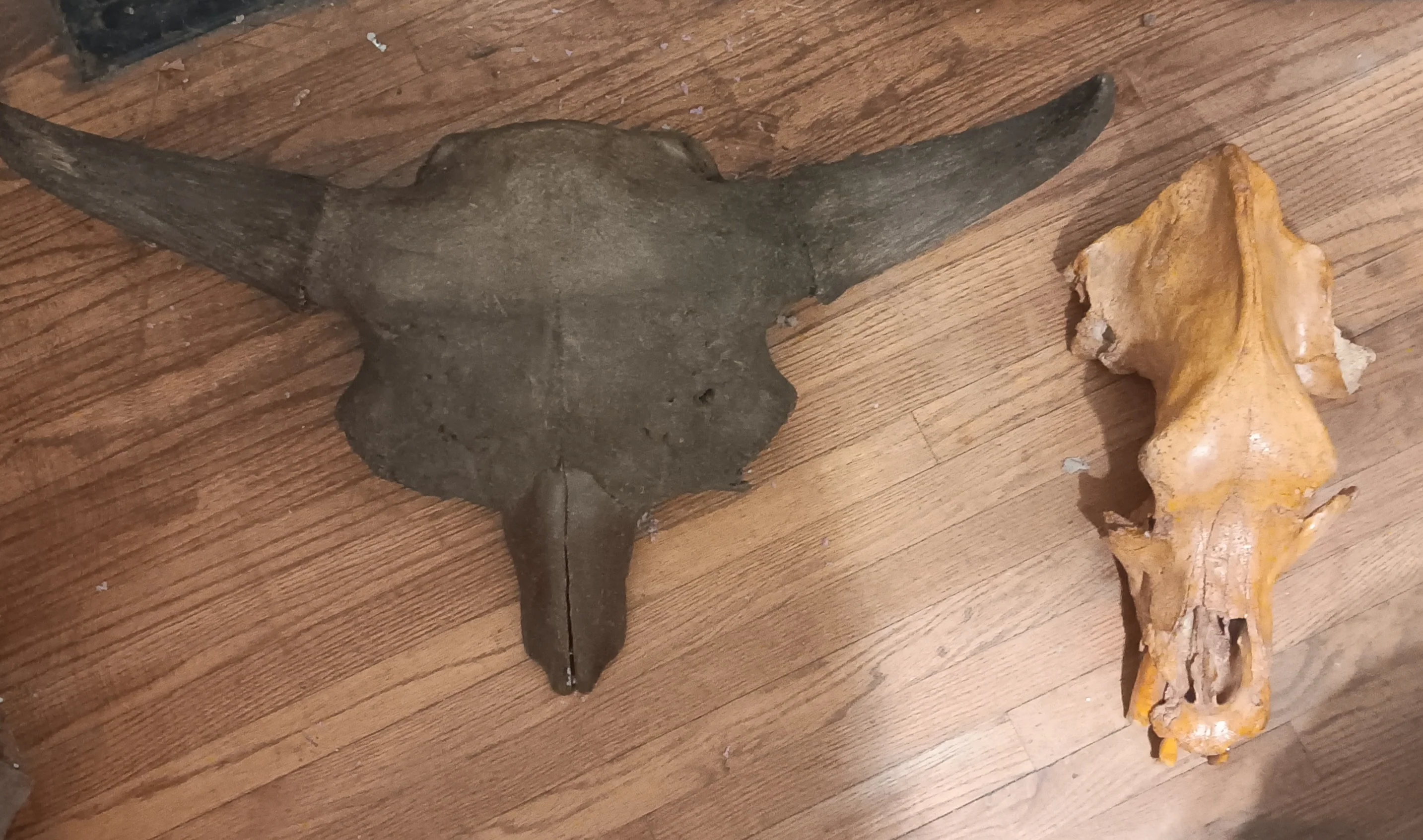 Bison antiquus fossil skull for sale #2 - Image 4