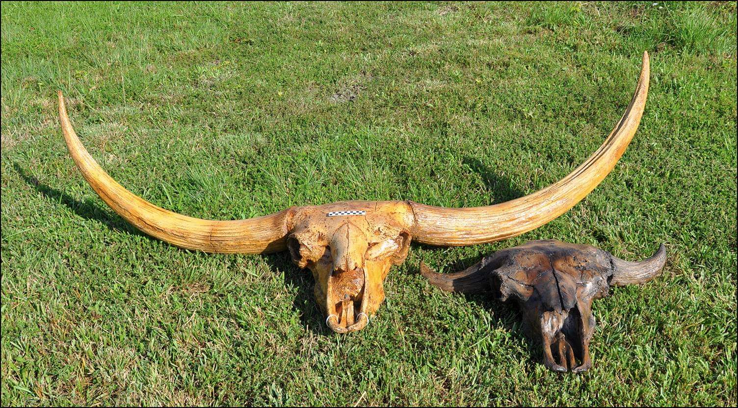 Bison latifrons fossil skull cast replica - Image 2