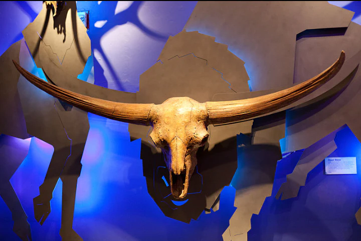 Bison latifrons fossil skull cast replica - Image 3