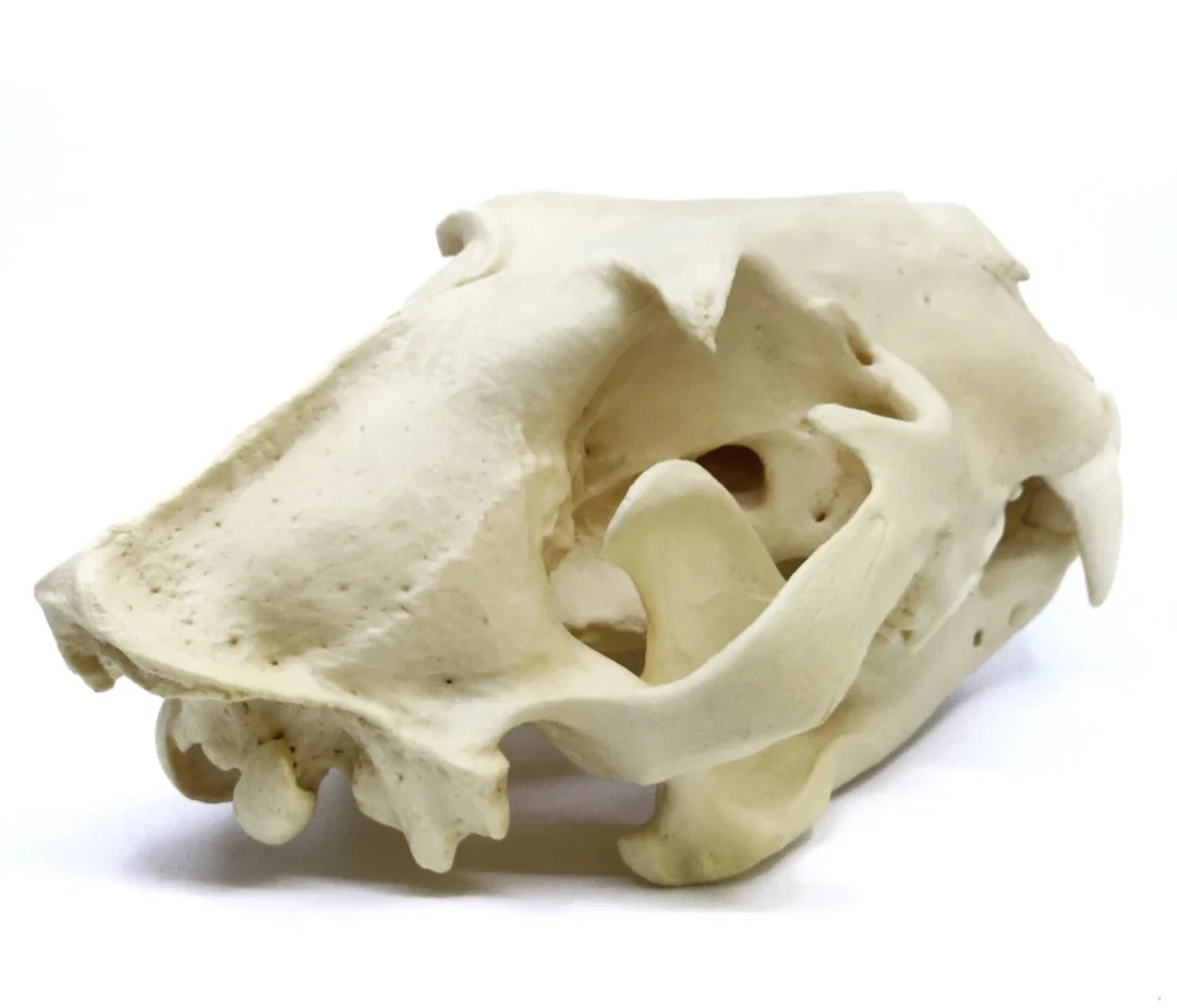 Lion: African Lion Skull Male Bone Clones BC-054 Updated 2025 - Image 4