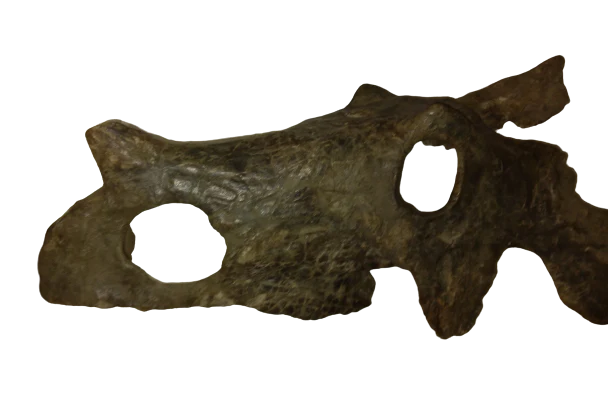 Brachyceratops Fossil Dinosaur skull for sale - Image 13