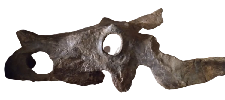 Brachyceratops Fossil Dinosaur skull for sale - Image 15
