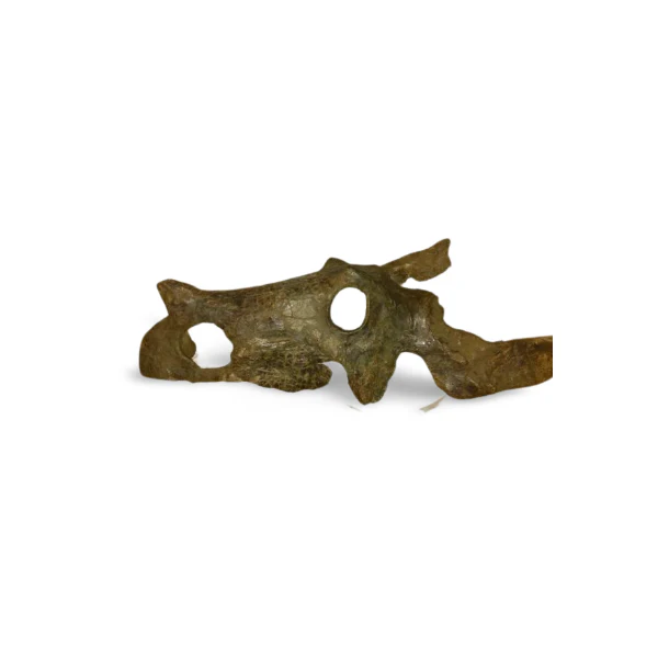 Brachyceratops Fossil Dinosaur skull for sale - Image 16