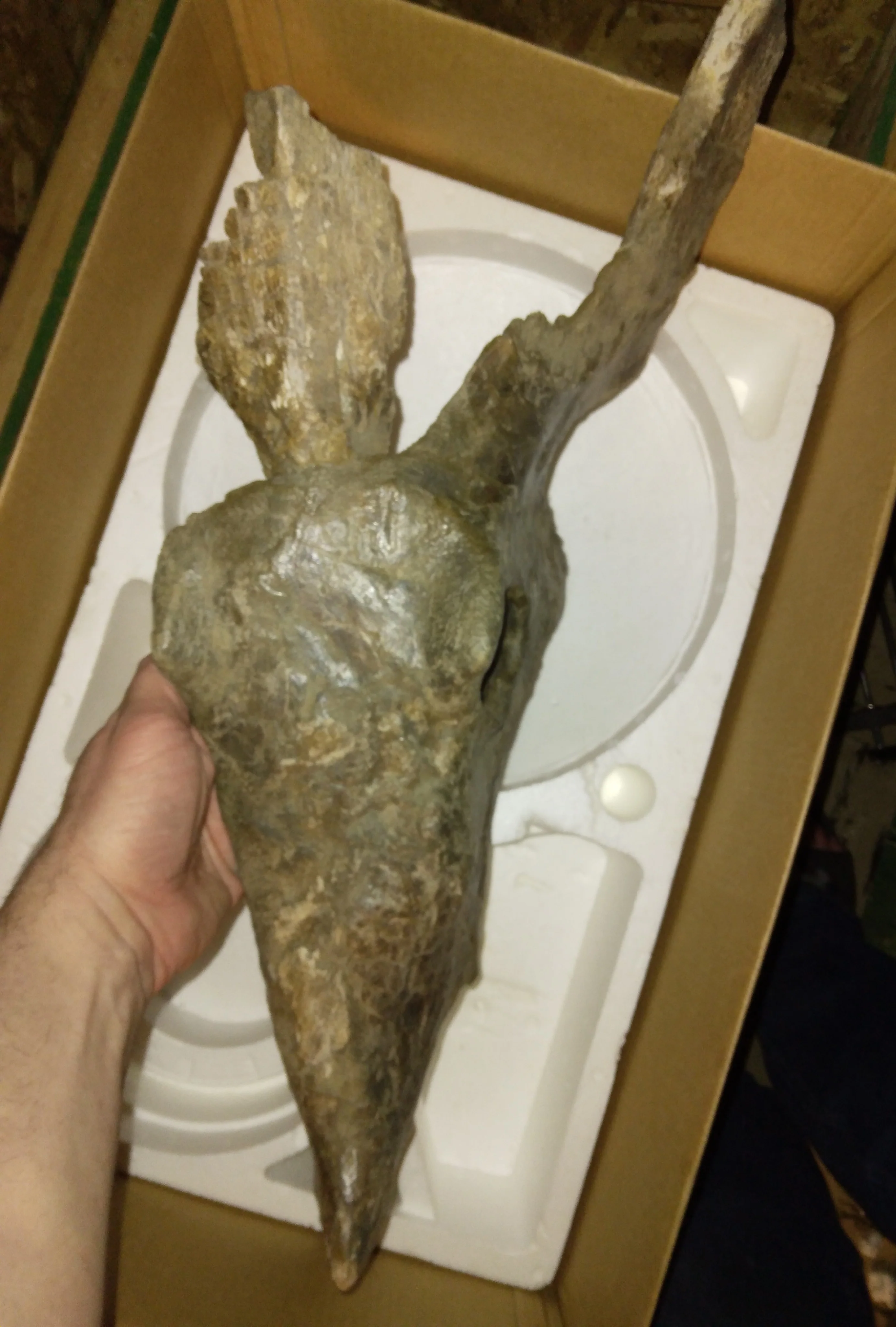 Brachyceratops Fossil Dinosaur skull for sale - Image 17