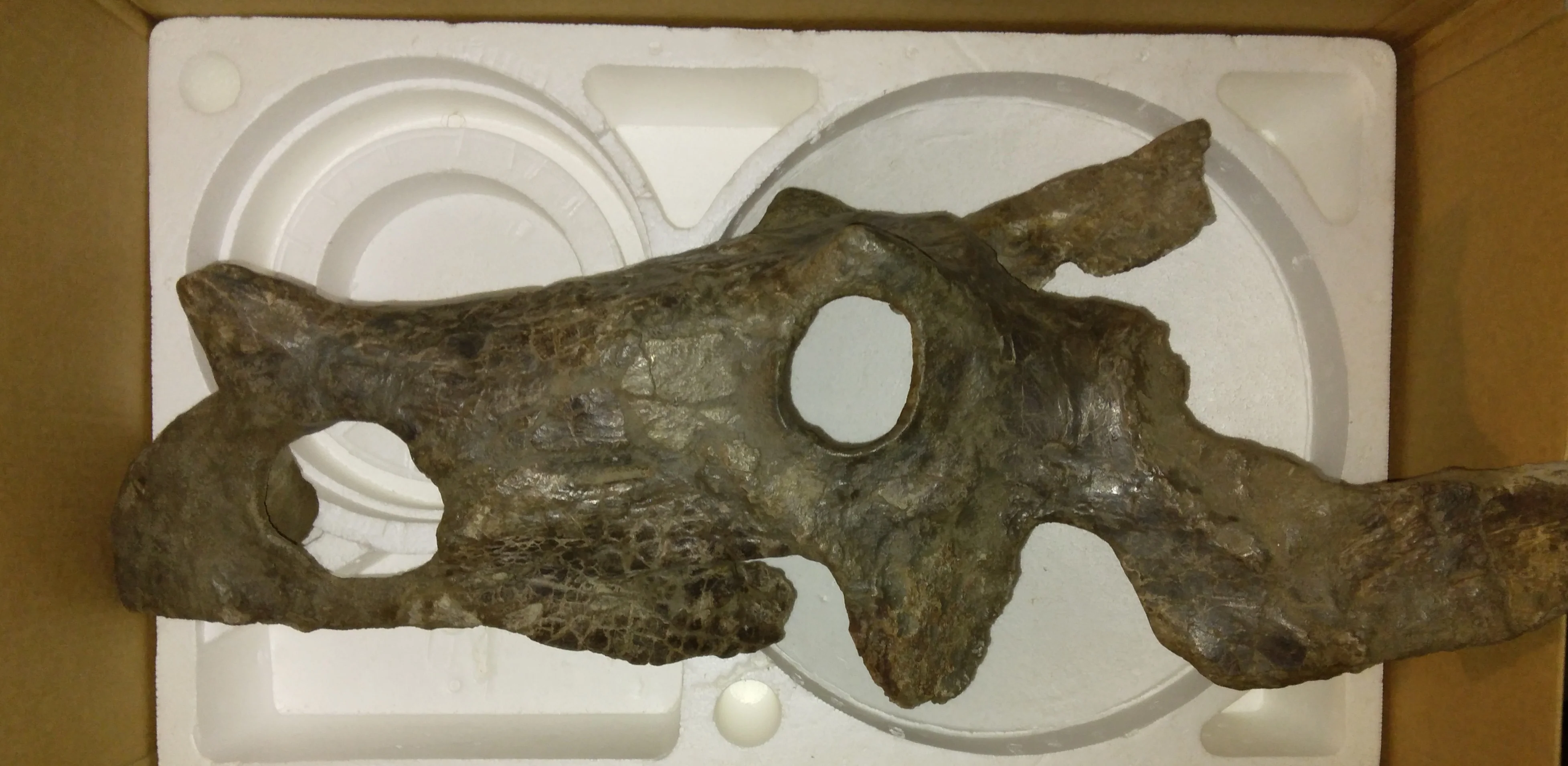 Brachyceratops Fossil Dinosaur skull for sale - Image 18