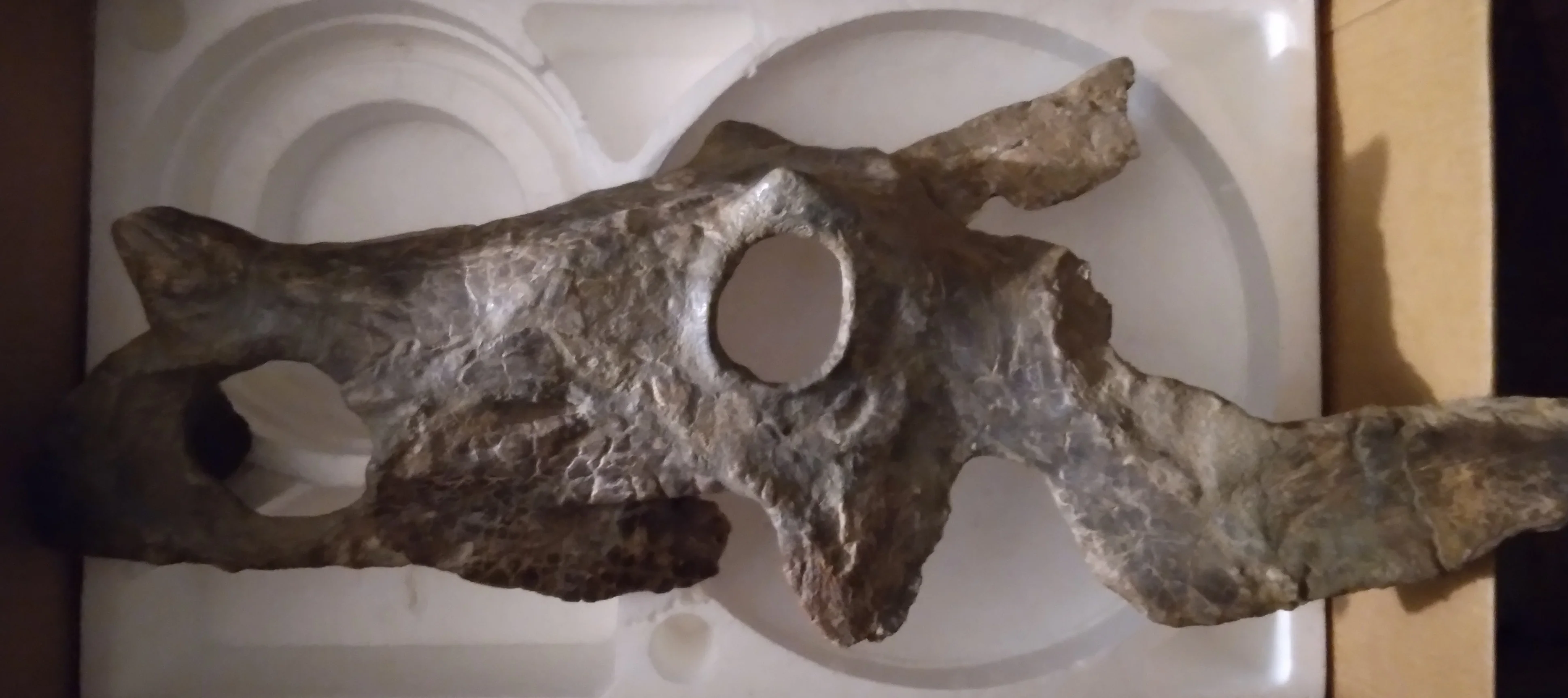 Brachyceratops Fossil Dinosaur skull for sale - Image 19
