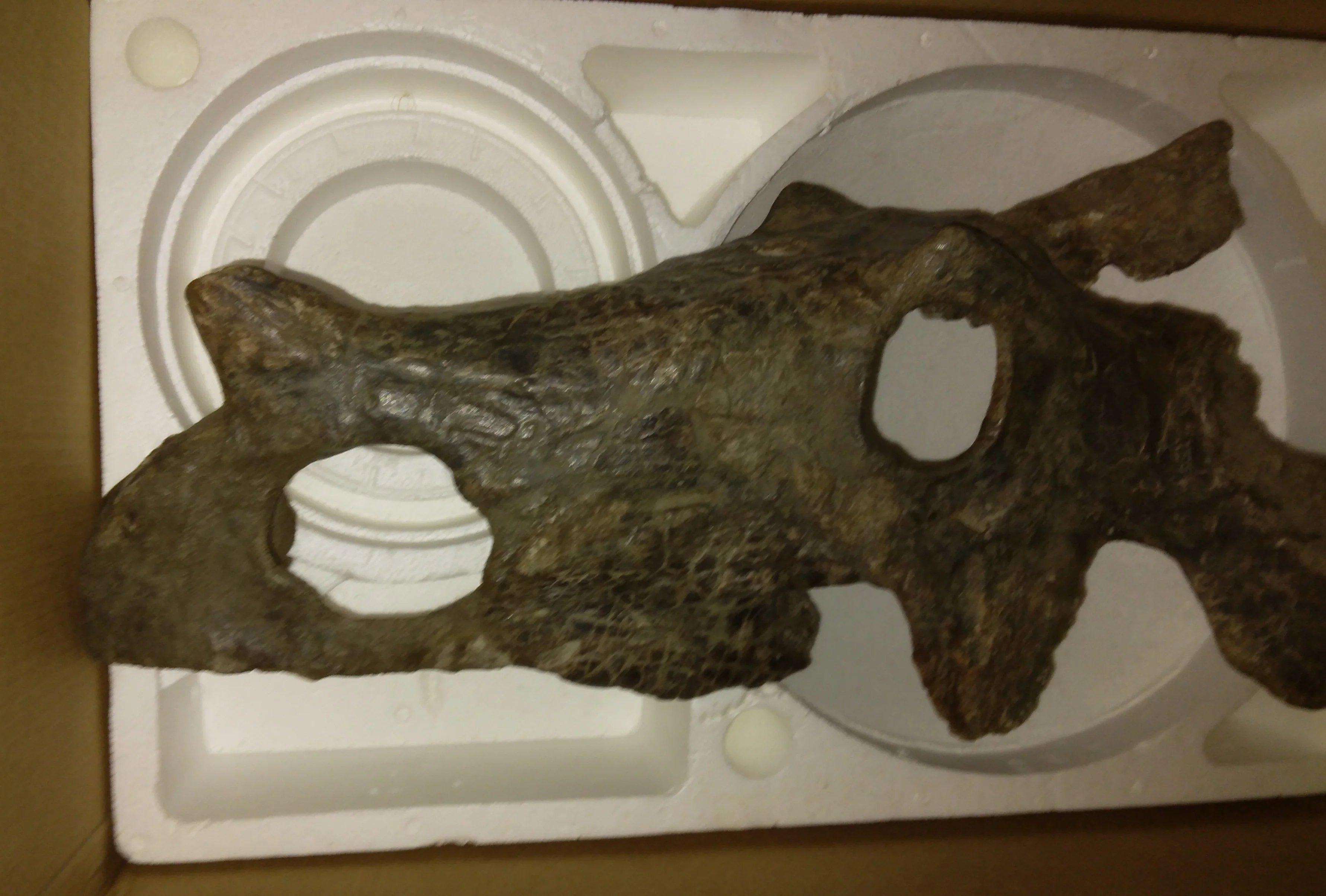 Brachyceratops Fossil Dinosaur skull for sale - Image 20