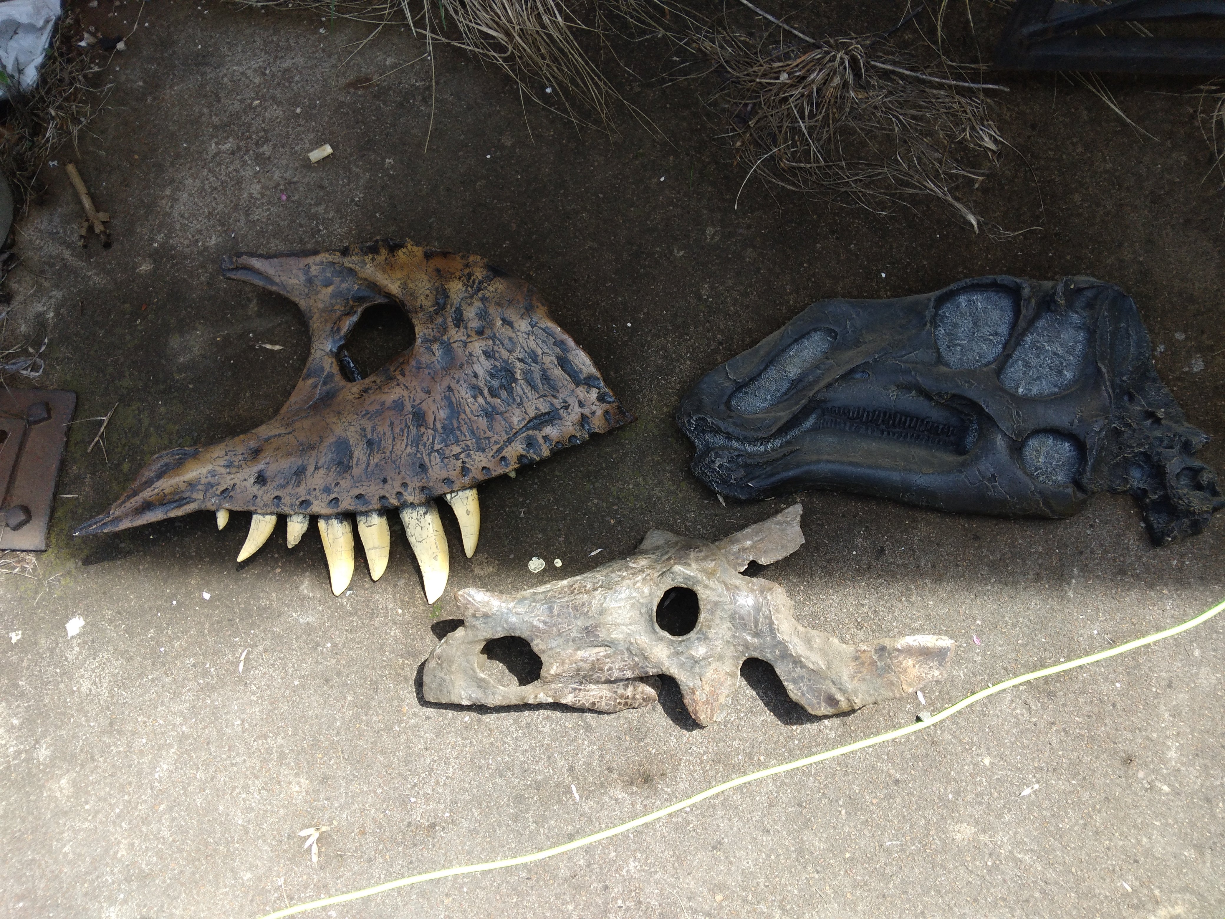 Brachyceratops Fossil Dinosaur skull for sale - Image 21
