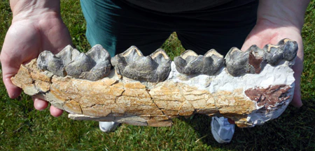 Brontotherium Jaw Titanothere Brontotherium Megacerops Fossilized Teeth, Fossil Teeth Brontotheriidae - Image 2