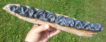 Brontotherium Jaw Titanothere Brontotherium Megacerops Fossilized Teeth, Fossil Teeth Brontotheriidae - Image 3