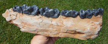 Brontotherium Jaw Titanothere Brontotherium Megacerops Fossilized Teeth, Fossil Teeth Brontotheriidae - Image 4