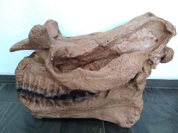 Brontotherium skull cast replica Brontops Titanothere Brontotheriidae - Image 3
