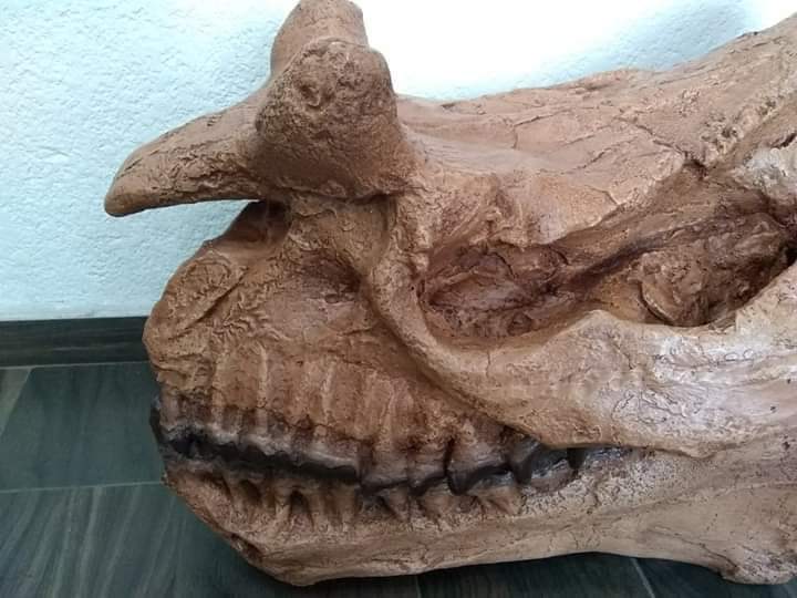 Brontotherium skull cast replica Brontops Titanothere Brontotheriidae - Image 4