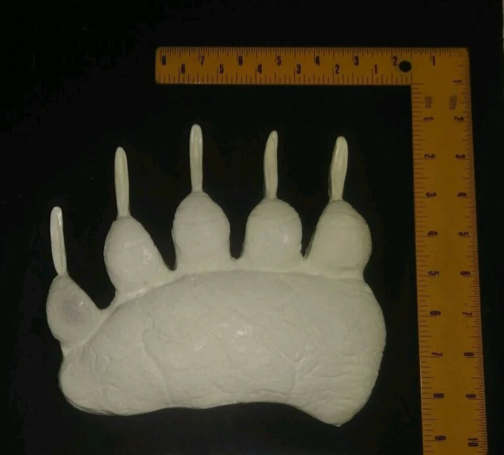 Brown Bear (Alaska) Ursus Arctos Footprint Cast Replica Footprint Track Knight - Image 3