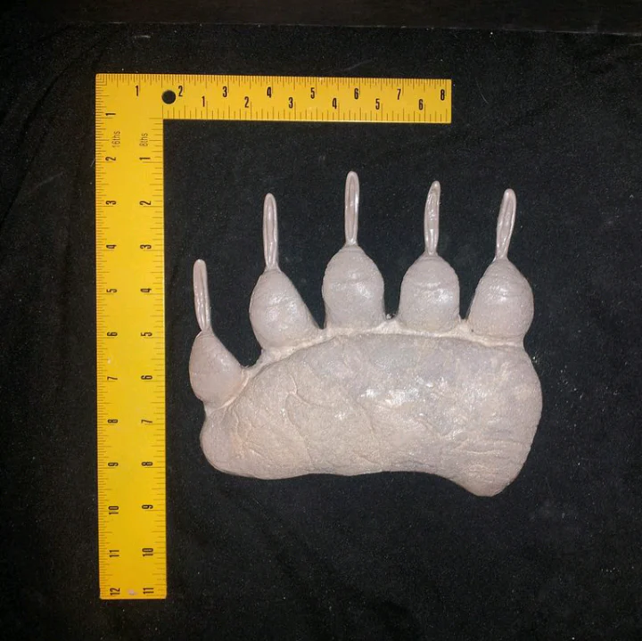 Brown Bear (Alaska) Ursus Arctos Footprint Cast Replica Footprint Track Knight - Image 4