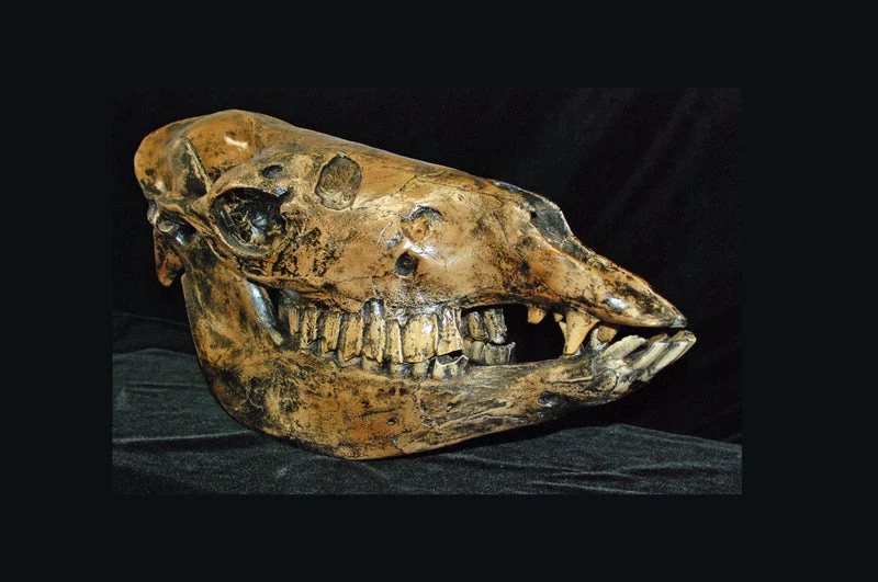 Camelops "Yesterday's Camel" skeleton cast replica - Image 5