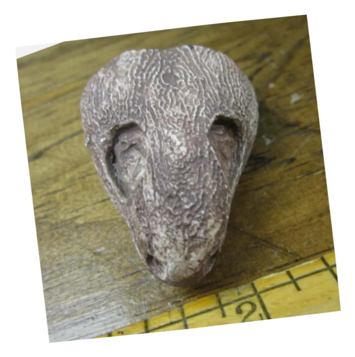 Captorhinus skull cast replicas set of 2 - Image 12