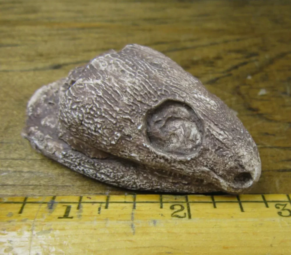 Captorhinus skull cast replicas set of 2 - Image 13