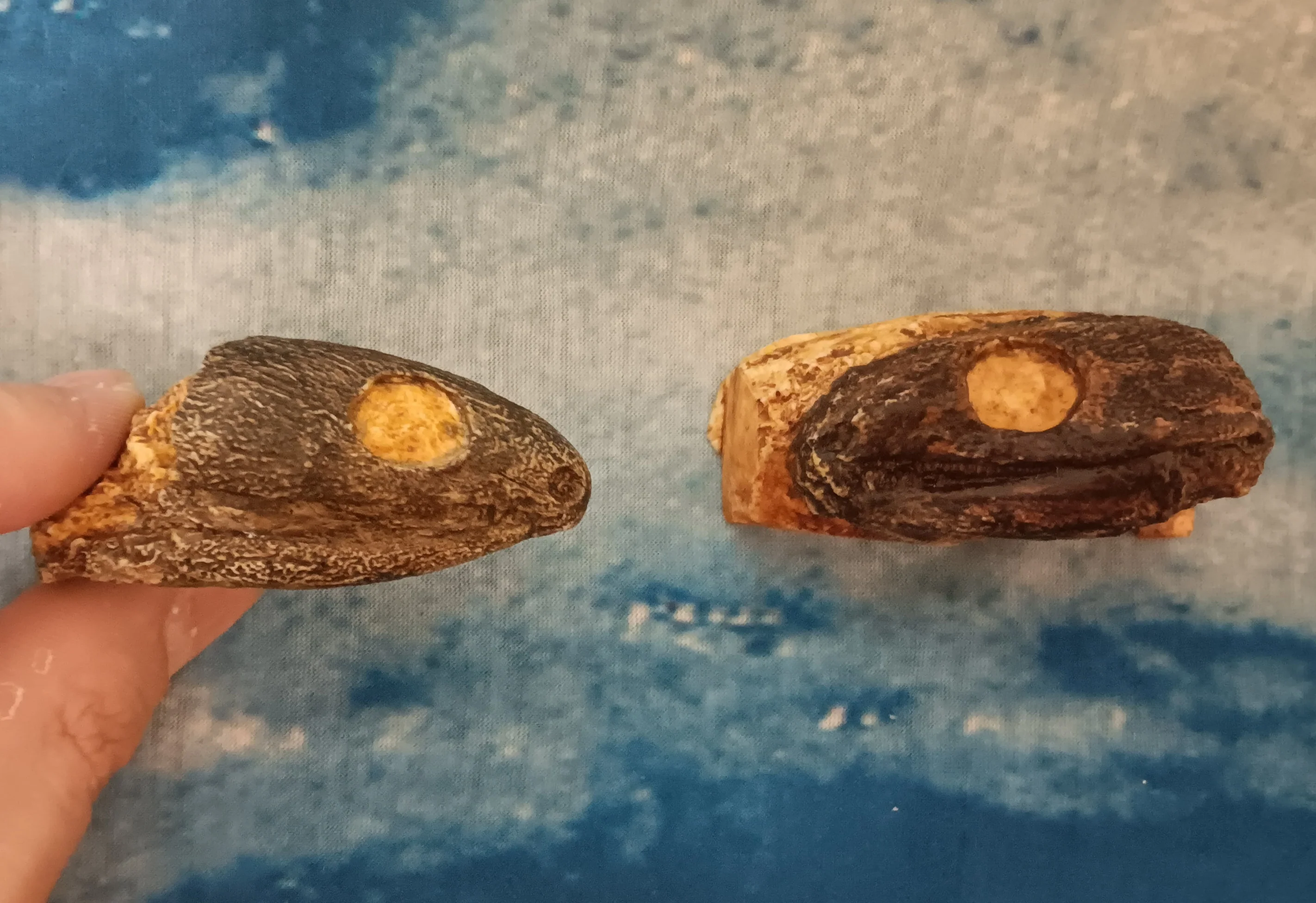 Captorhinus skull cast replicas set of 2 - Image 19