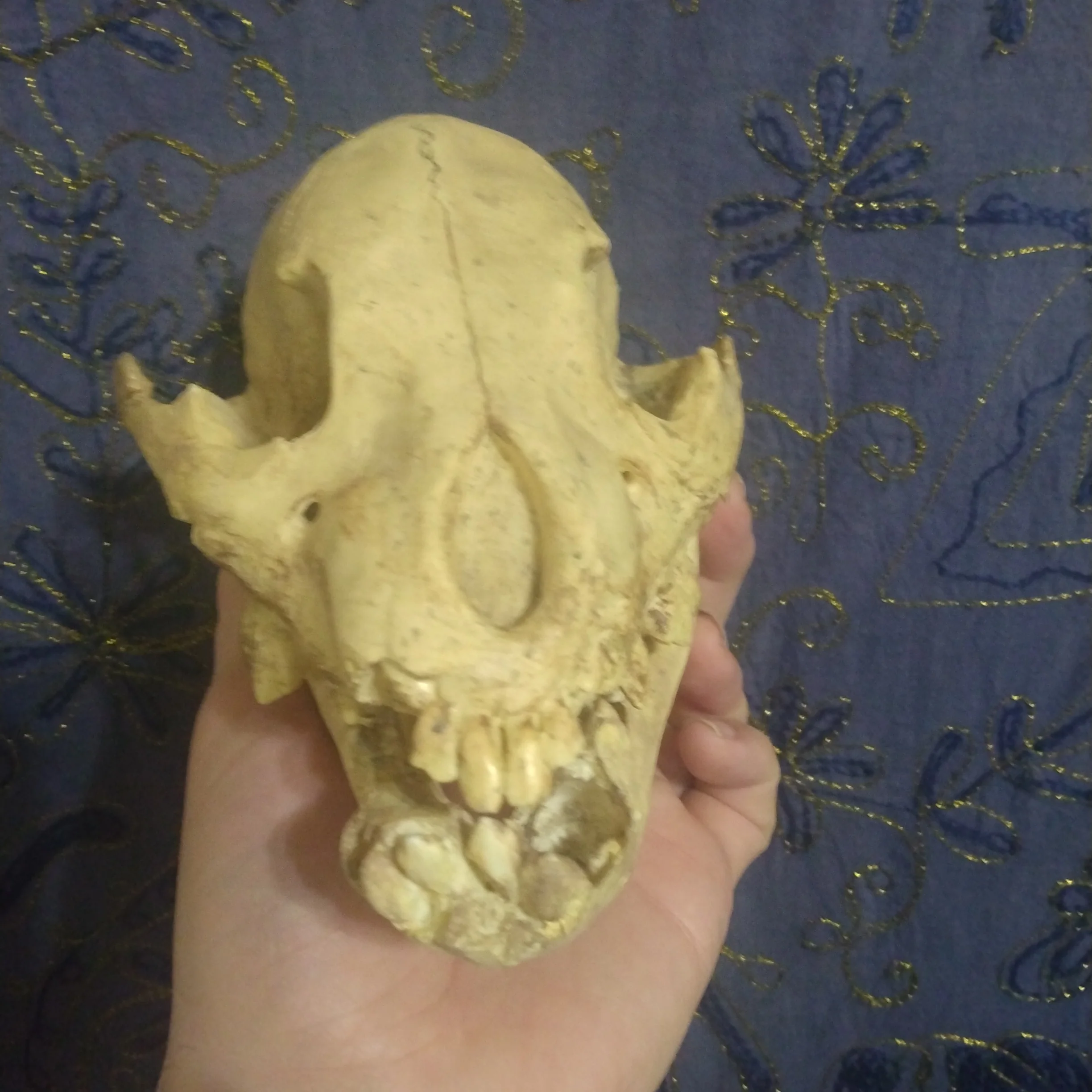 Cave bear; juvenile cave Bear Cub skull cast replica - Image 3