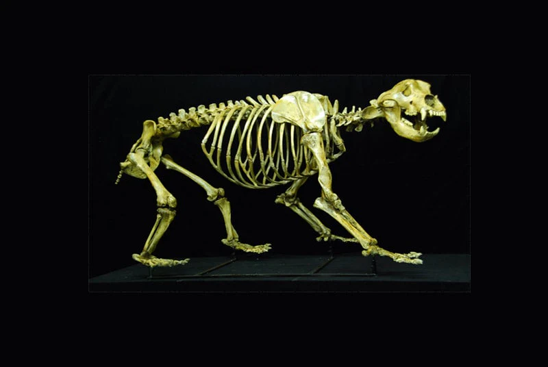 Cave Bear skeleton cast replica 8 ft tall! - Image 2