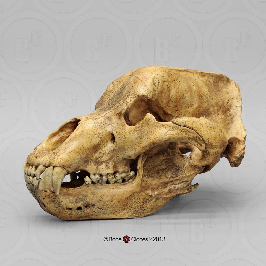 Cave Bear skull cast replica Bone Clones Updated 2025 - Image 3